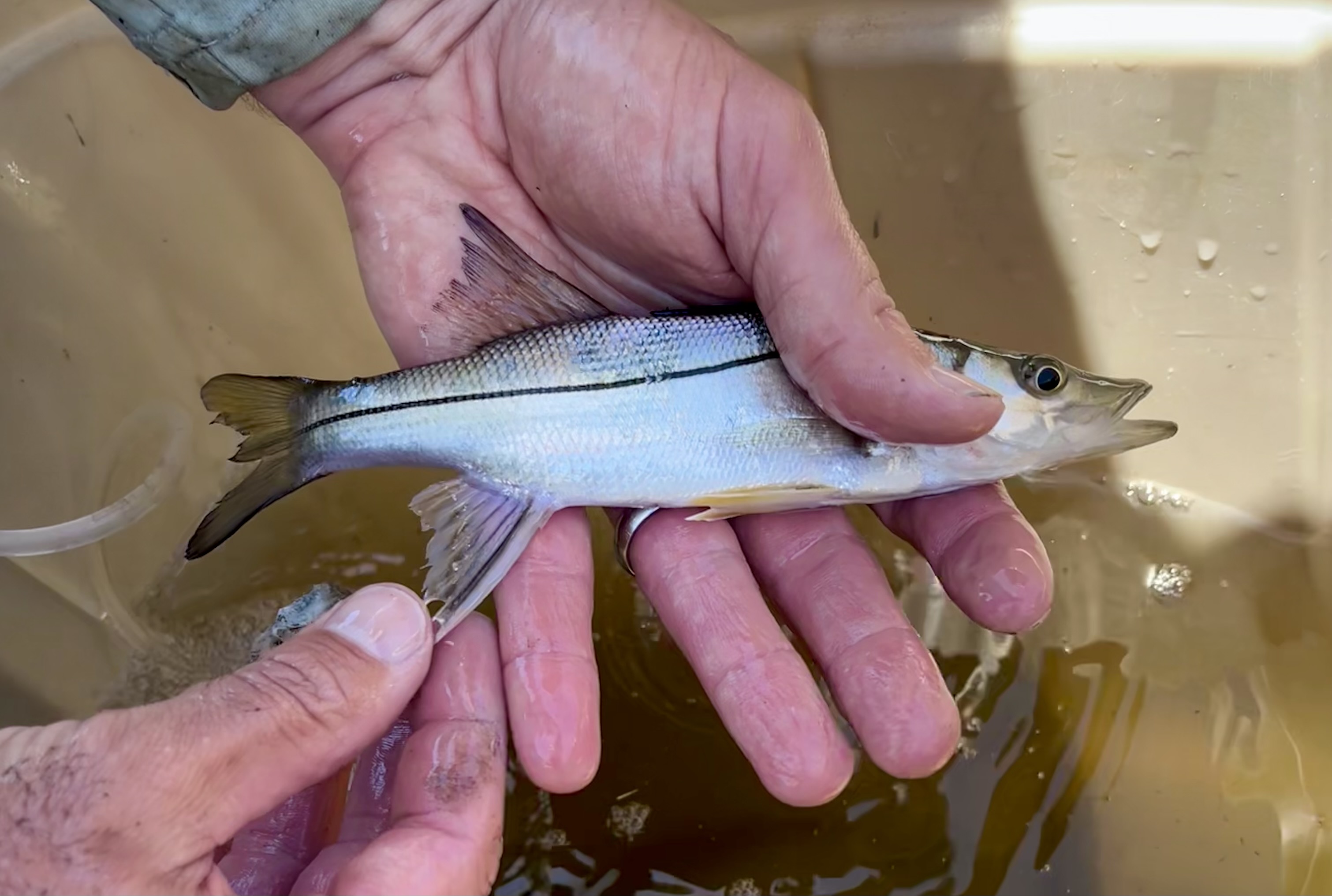 Holding small fish