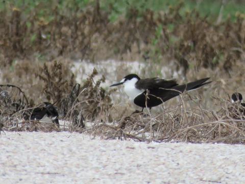 sooty tern