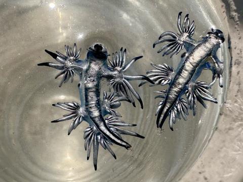 Blue dragons in a glass of sea water