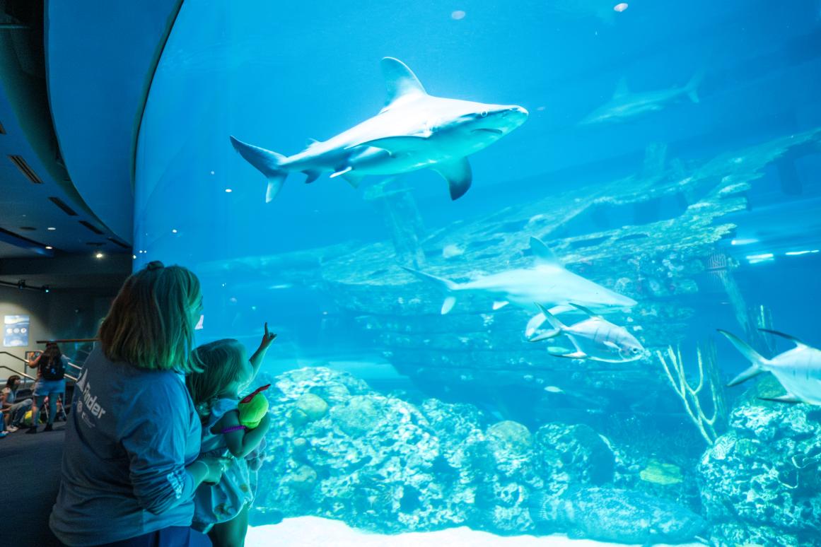 Shark Week at Texas State Aquarium