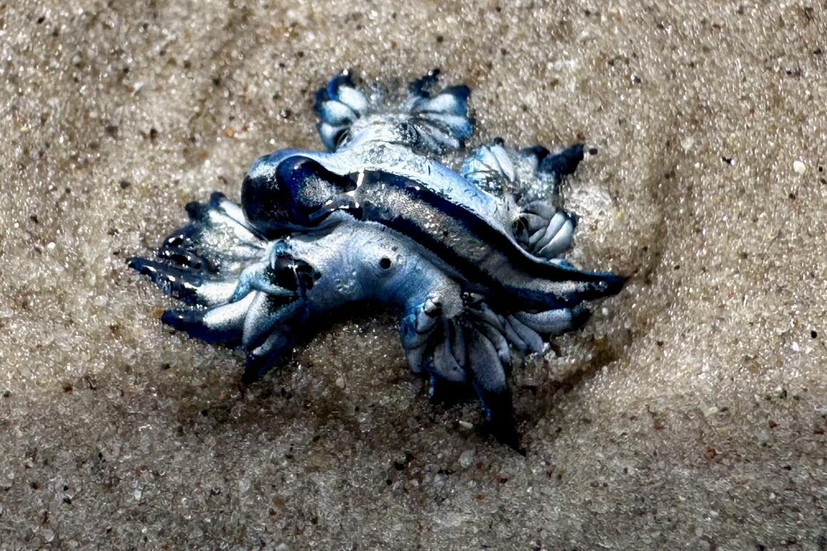 Blue Dragon washed up on beach