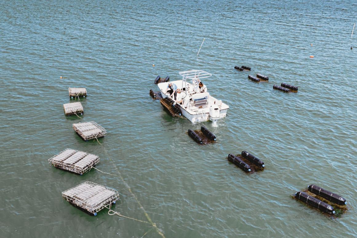 Texas oyster farming