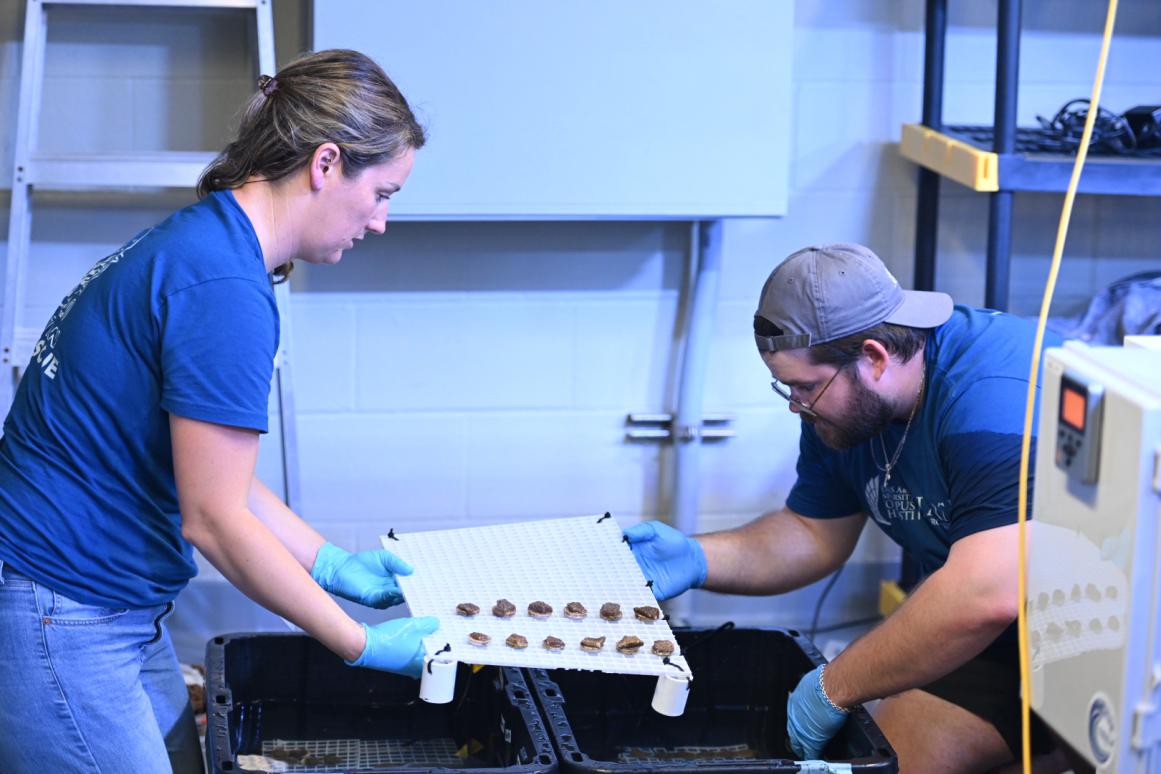 Operation Coral Rescue 2.0