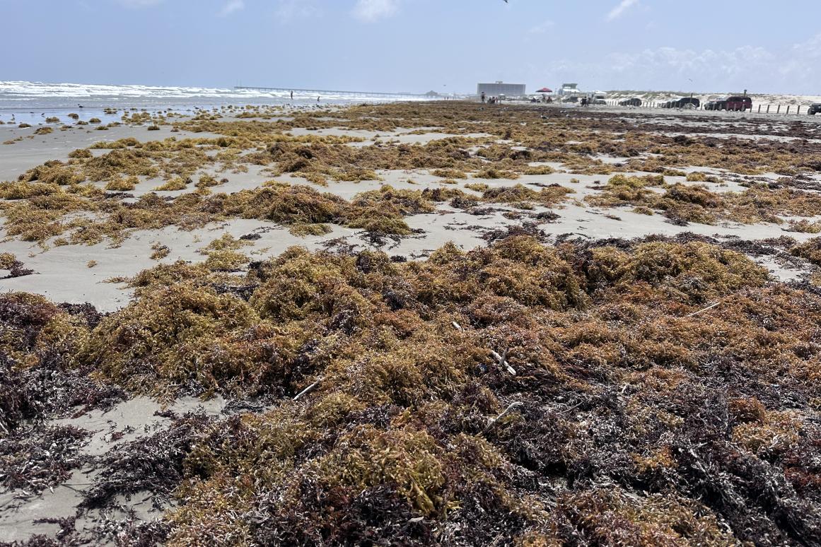 Sargassum on Texas beaches