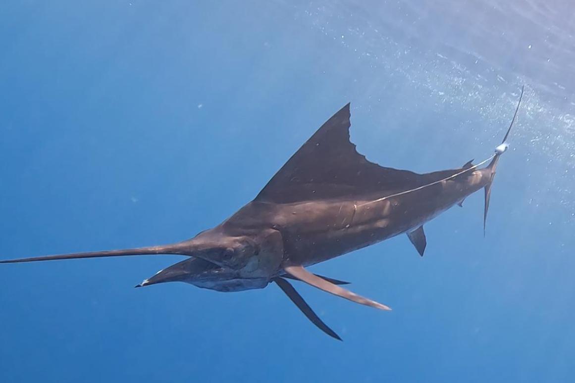 Bill Fish tagged