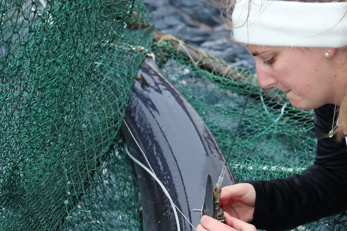 Researcher tagging a shark