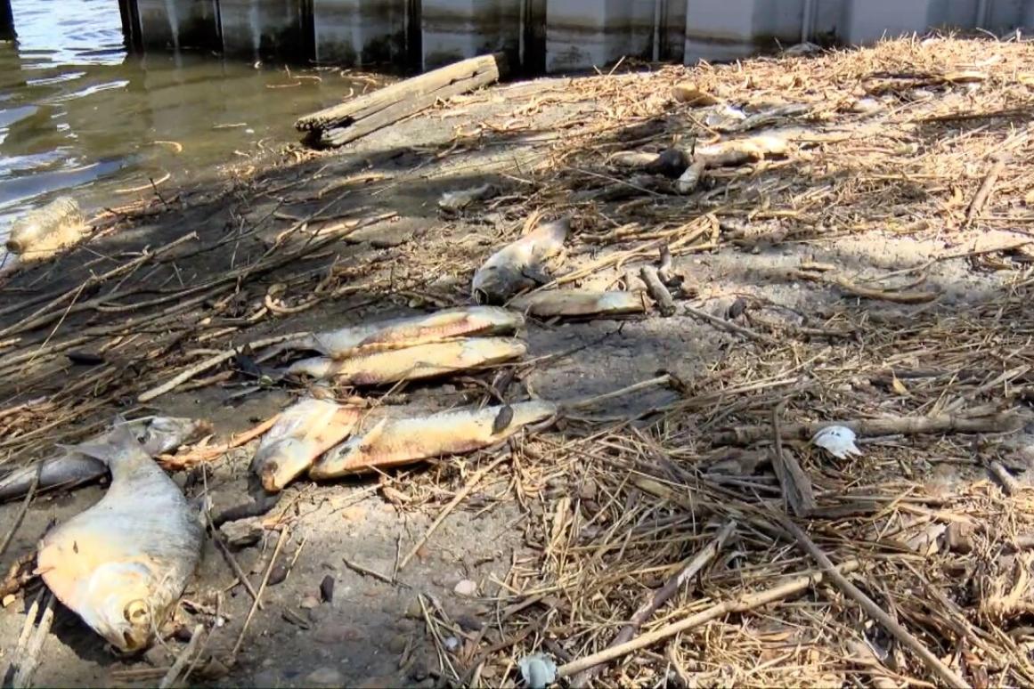 Nueces River Fish Kill