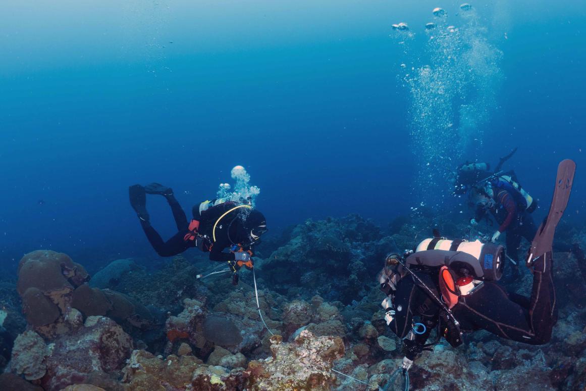 Flower Gardens Coral Surveys