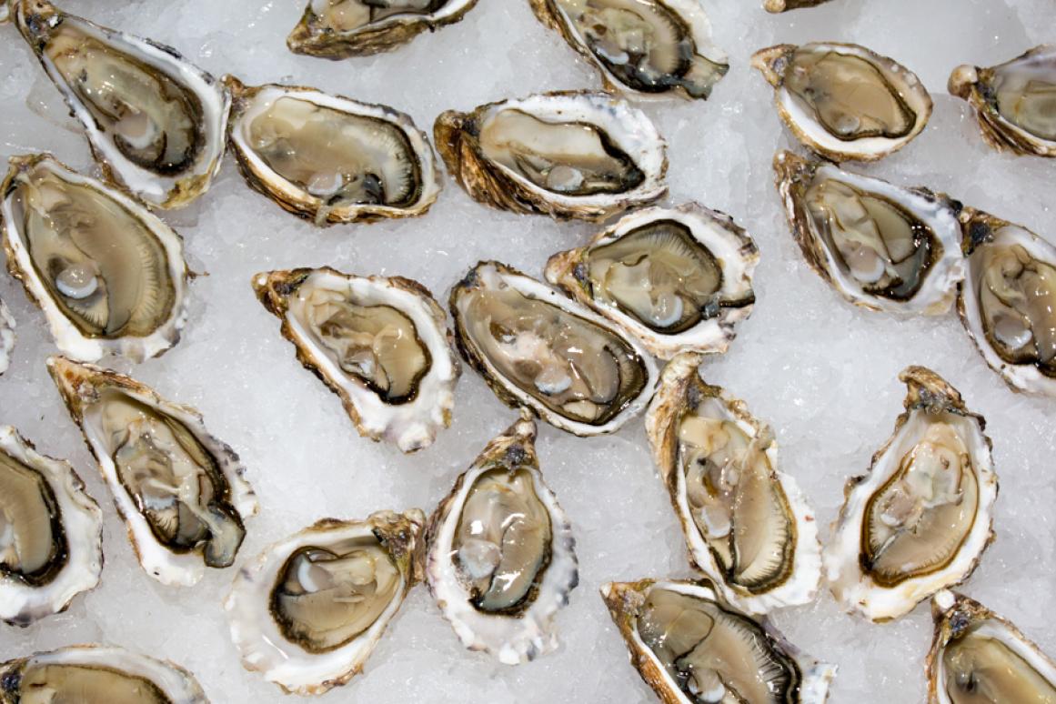 shucked oysters