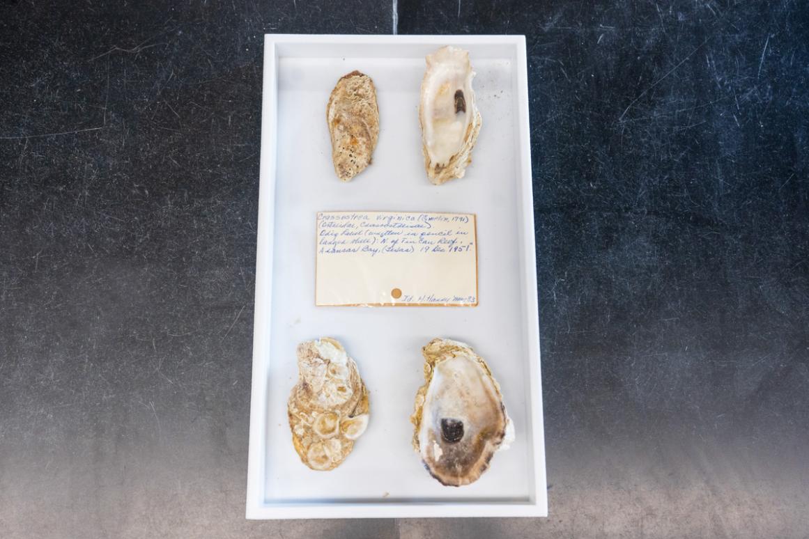 historical oyster shells used in carbon dating