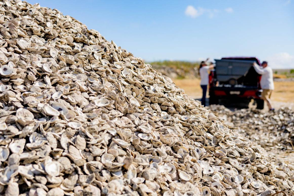 oyster shell recycling pile of shells