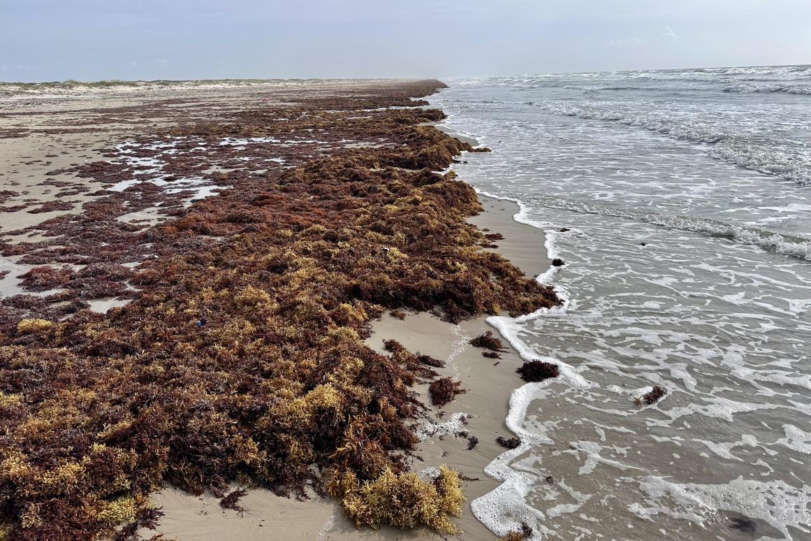 Sargassum seaweed on Texas beaches