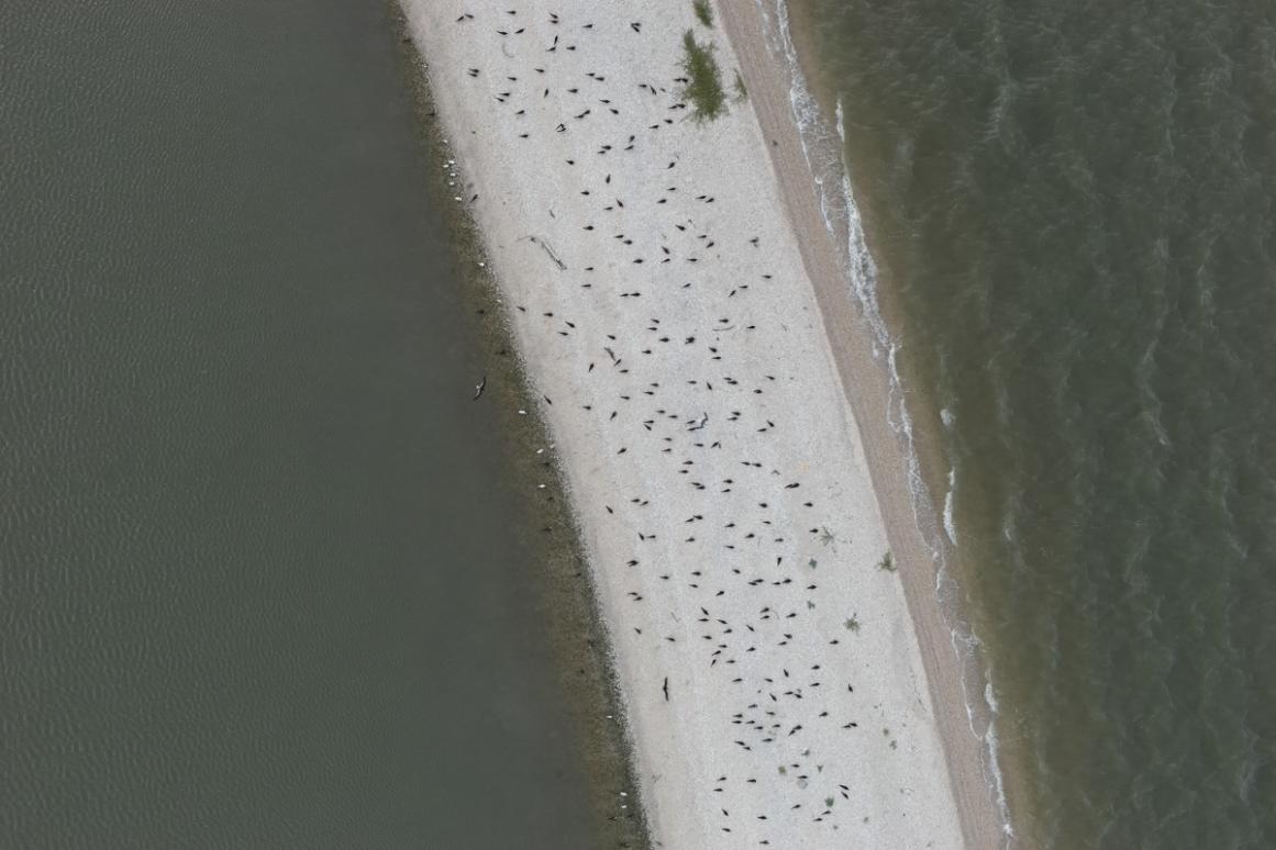 nesting birds along island