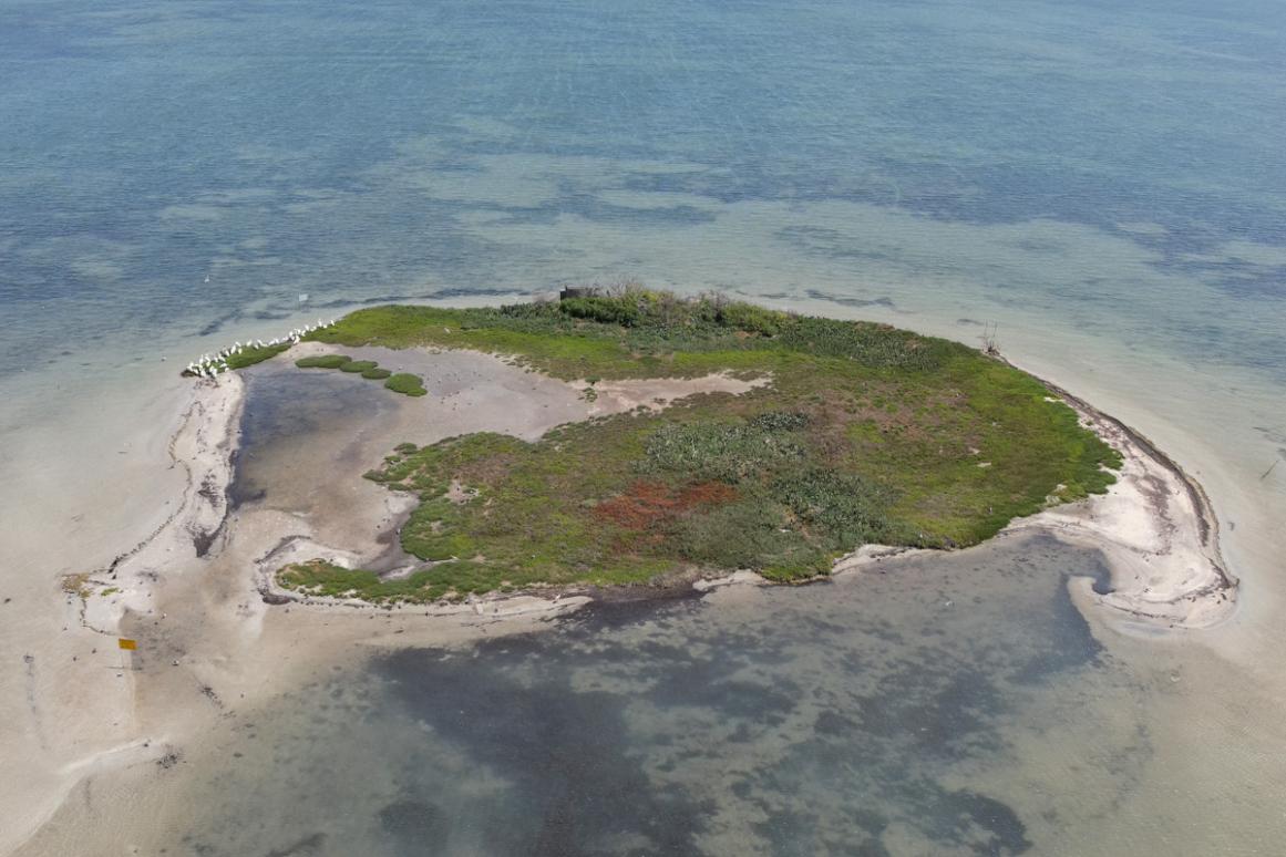 waterbird nesting colony island