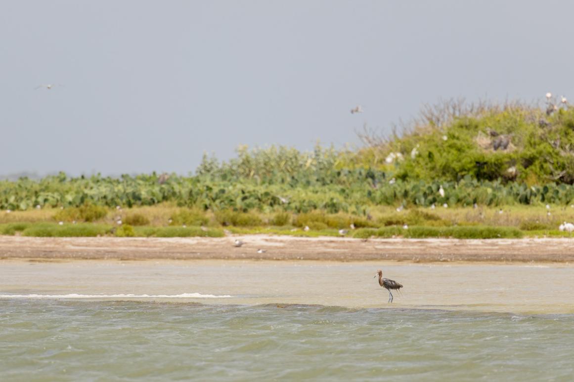 nesting waterbird colony