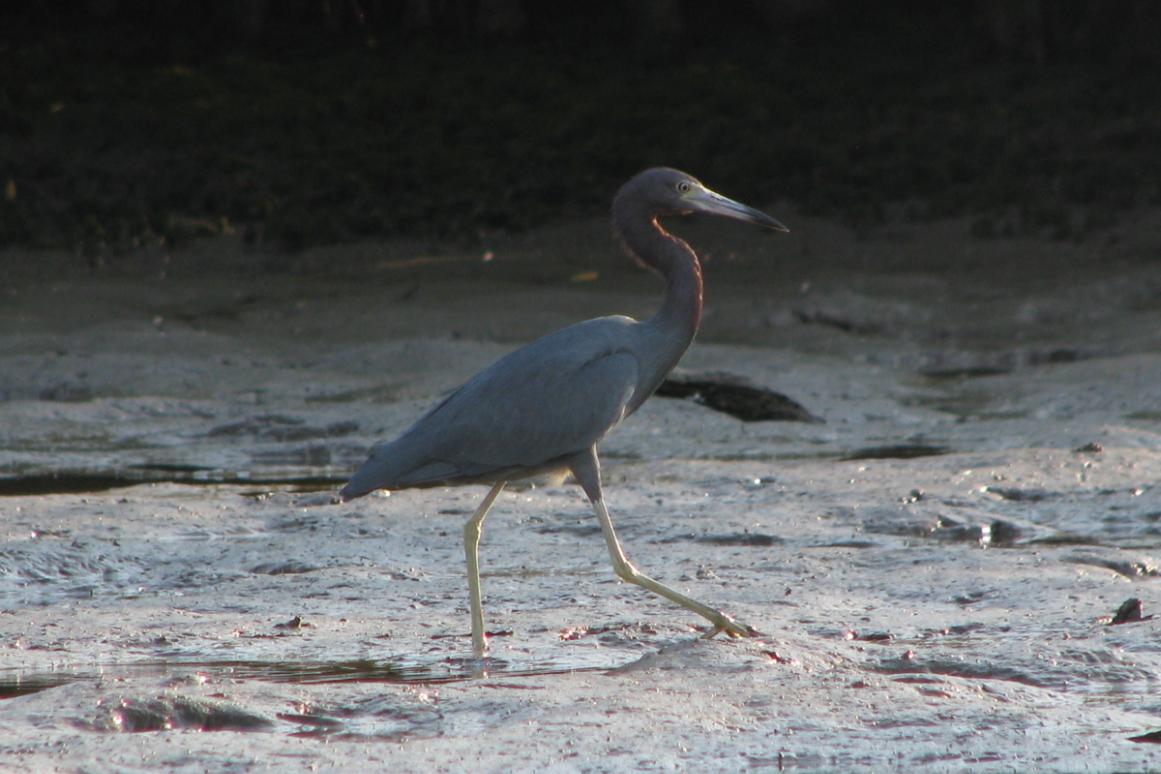 reddish egret