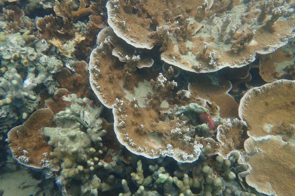 stony coral colonies