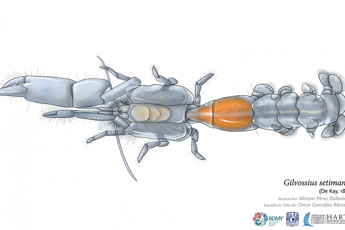 Biodiversity of the Southern Gulf of Mexico