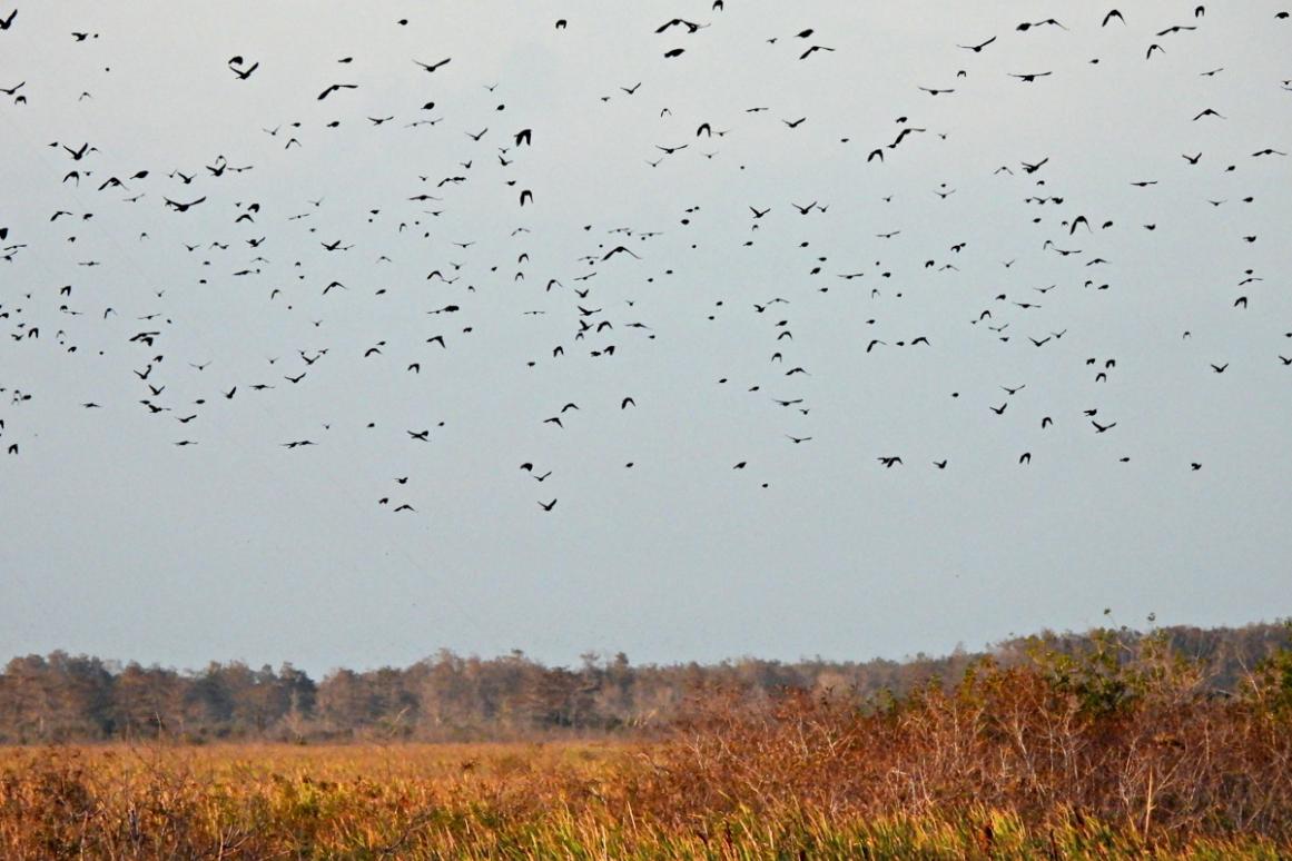 Birds in Everglades