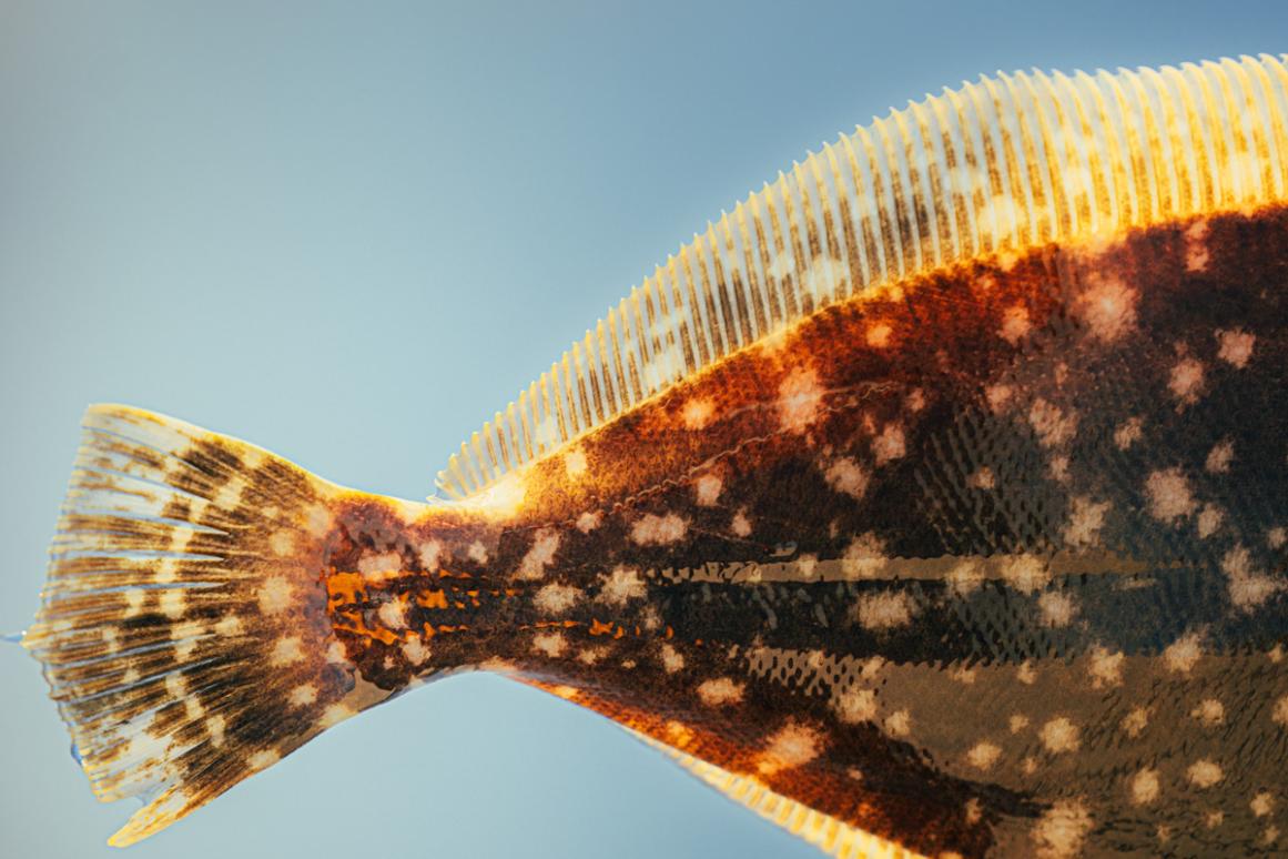 Tail and dorsal fin of a southern flounder