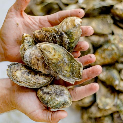 hands holding Texas farm raised oysters