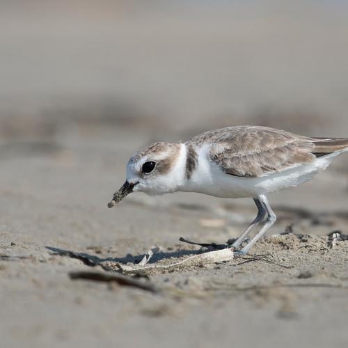 Snowy Plover