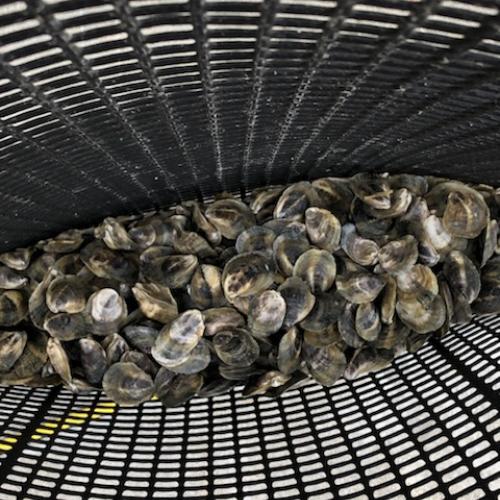 Juvenile oysters in a cage from a Texas oyster farm