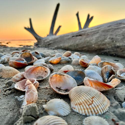 Shells on Texas beach