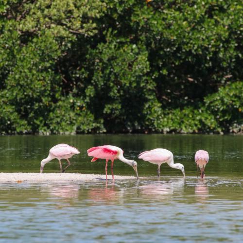 spoonbills feeding