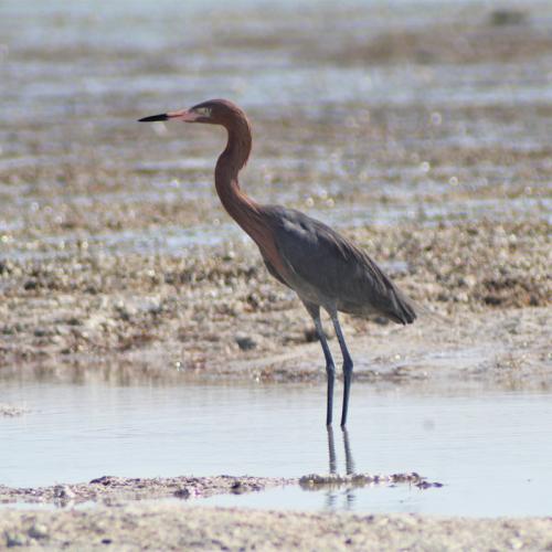 Reddish egret