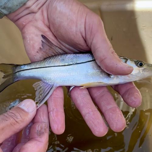 Juvenile snook on Texas coast