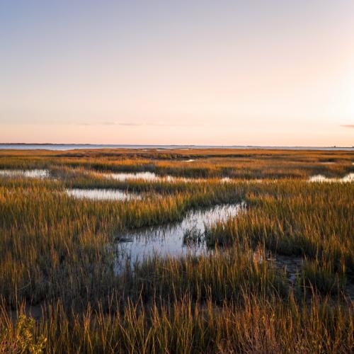 marsh in louisiana