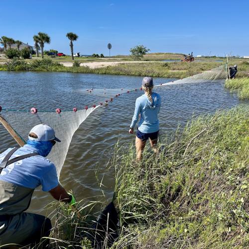 Snook and juvenile tarpon study