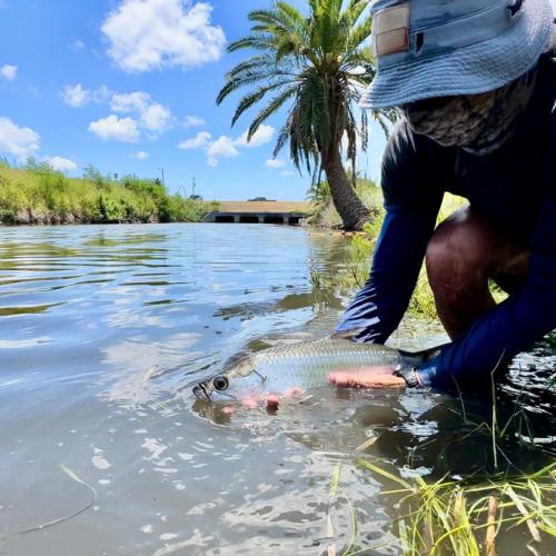 juvenile tarpon in Texas inlet