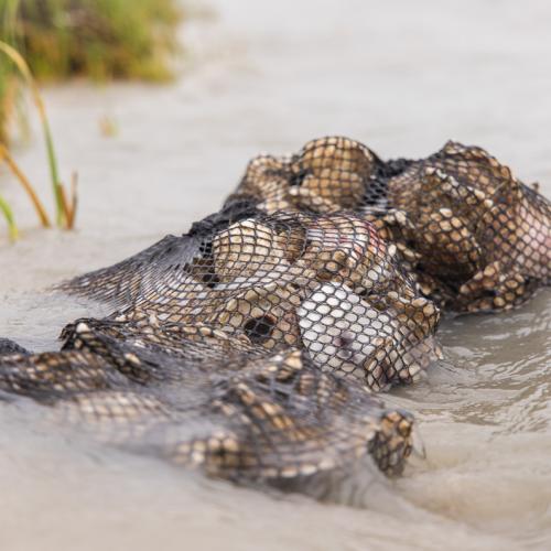 oysters in mesh bag for restoration