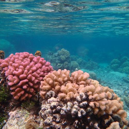 Corals in Tahiti