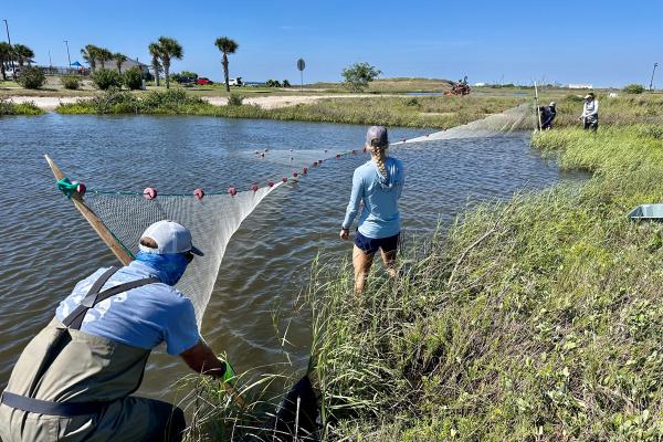 Snook and juvenile tarpon study