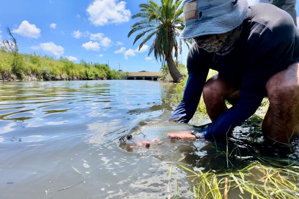 juvenile tarpon in Texas inlet