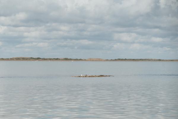 Texas oyster reef